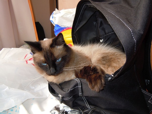 Department of Catland Security