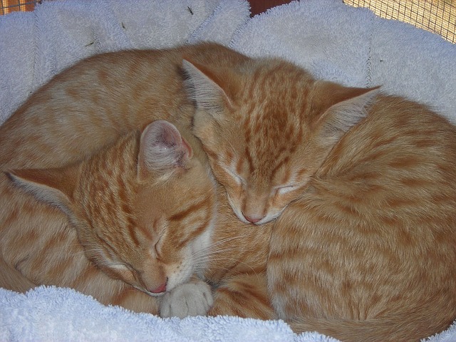 Theodore and Ted Investigate: Regurgitated Classics