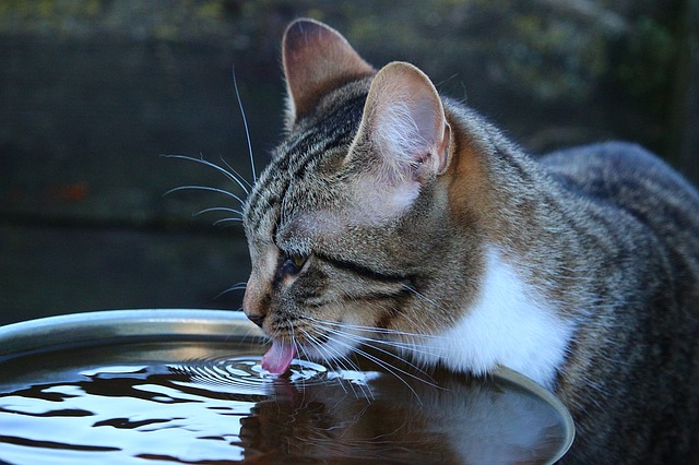 Rainwater in a Trash Can Lid