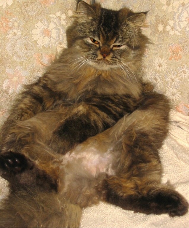 A Belligerent and Drunken Cat Marks the End of This Work Week