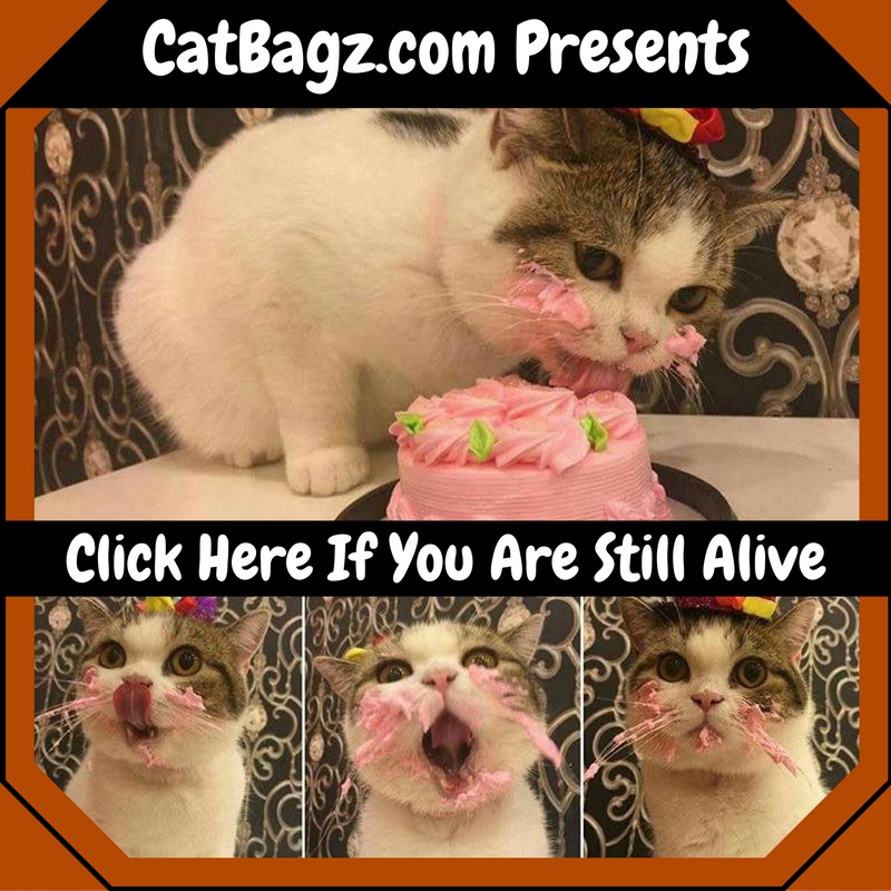 CatBagz.com is Doing a Routine Health Check of its Reader, You
